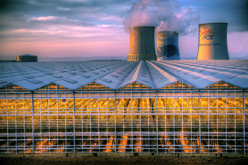 Duże polskie pomidory